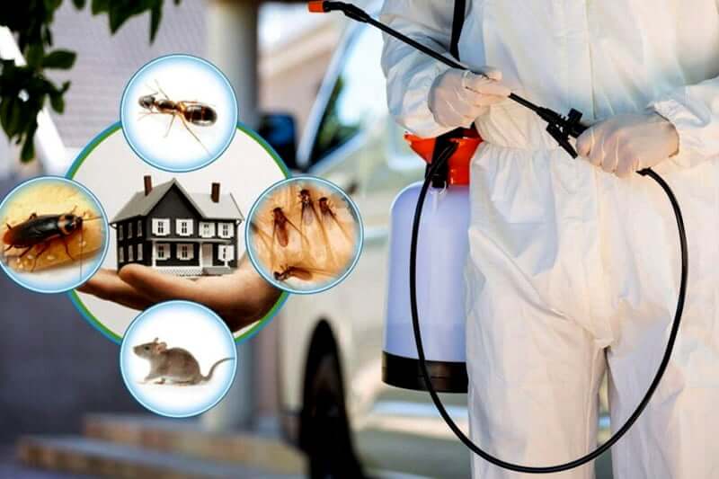 best pest control services in Lucknow