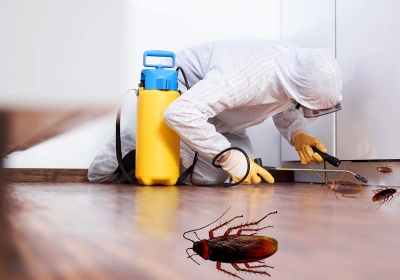 best pest control services in Lucknow
